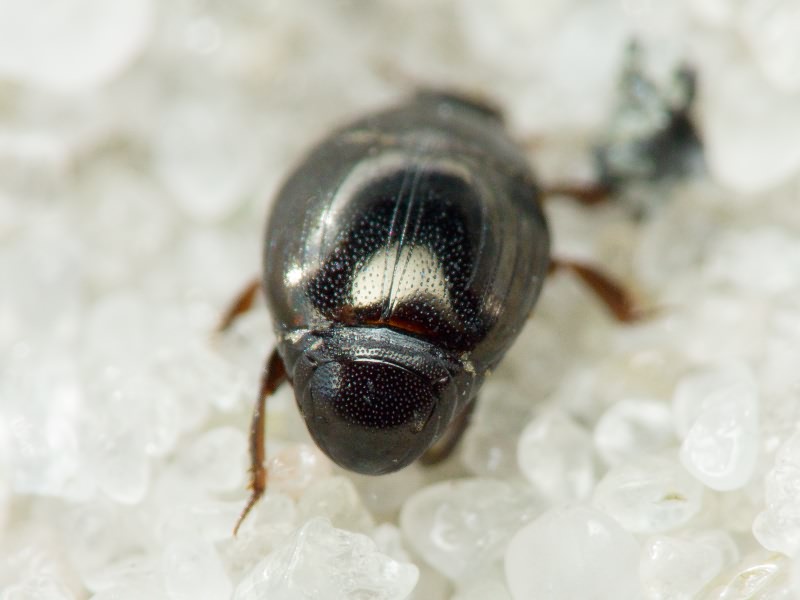 Histeridae Gyllenhal, 1808